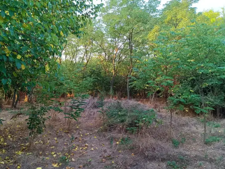 De vanzare teren intravilan cu padure – Potlogeni Vale, com. Crangurile, jud. Dambovita img 2